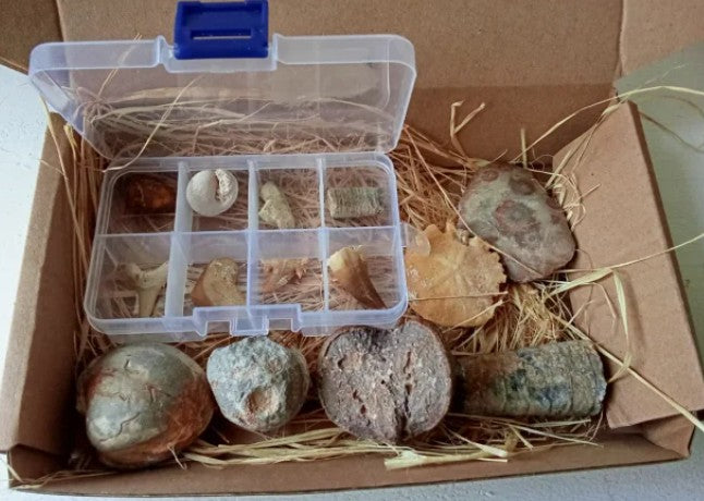 Cajas de Fósiles Marinos