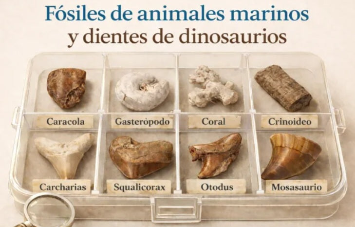 Caja pequeña de fósiles marinos