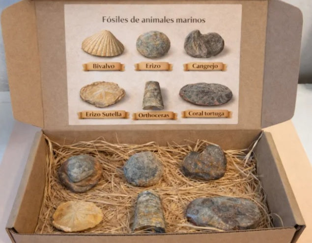 Caja mediana fósiles marinos