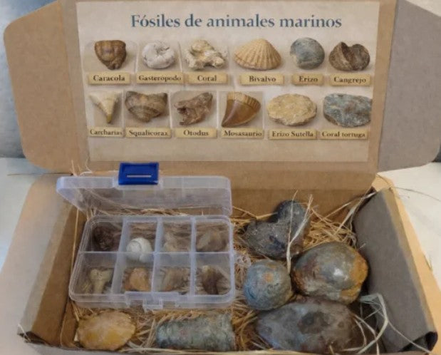 Caja regalo grande de fósiles marinos