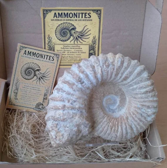Caja regalo de Ammonites de 12 cm