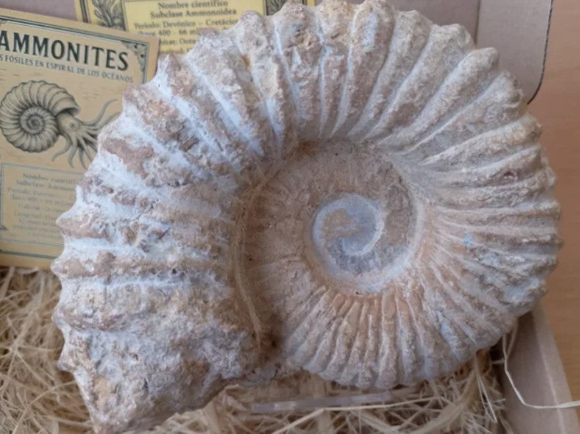 Caja regalo de Ammonites de 12 cm