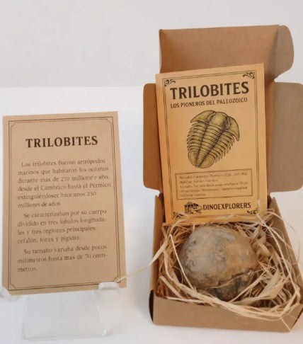 Caja regalo de Trilobites en Geoda