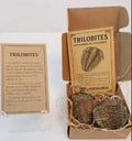 Caja regalo de Trilobites en Geoda