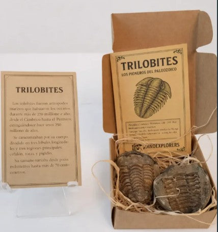 Caja regalo de Trilobites en Geoda
