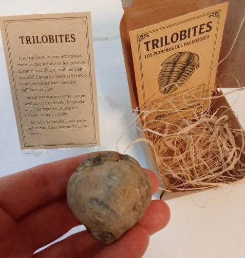 Caja regalo de Trilobites en Geoda