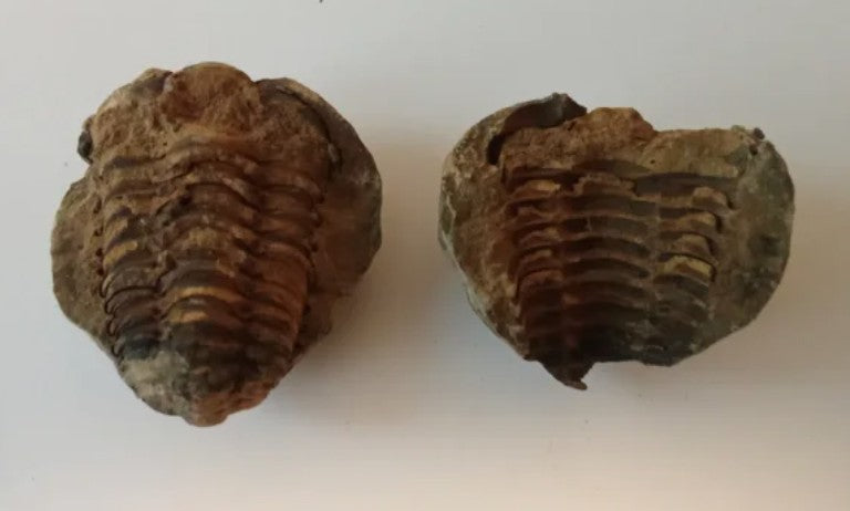 Caja regalo de Trilobites en Geoda