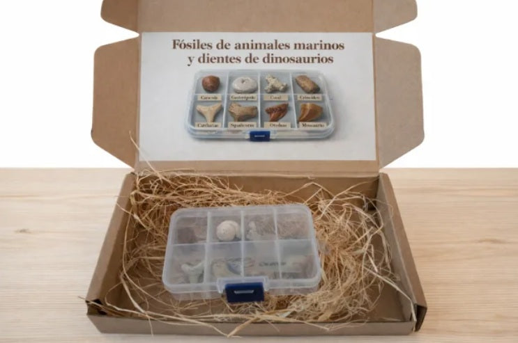 Caja pequeña de fósiles marinos