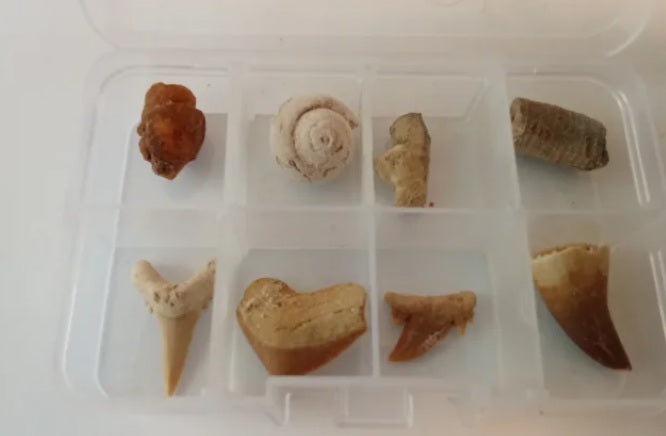 Caja pequeña de fósiles marinos