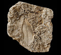 Fossil Leaf