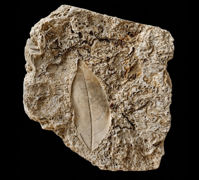 Fossil Leaf