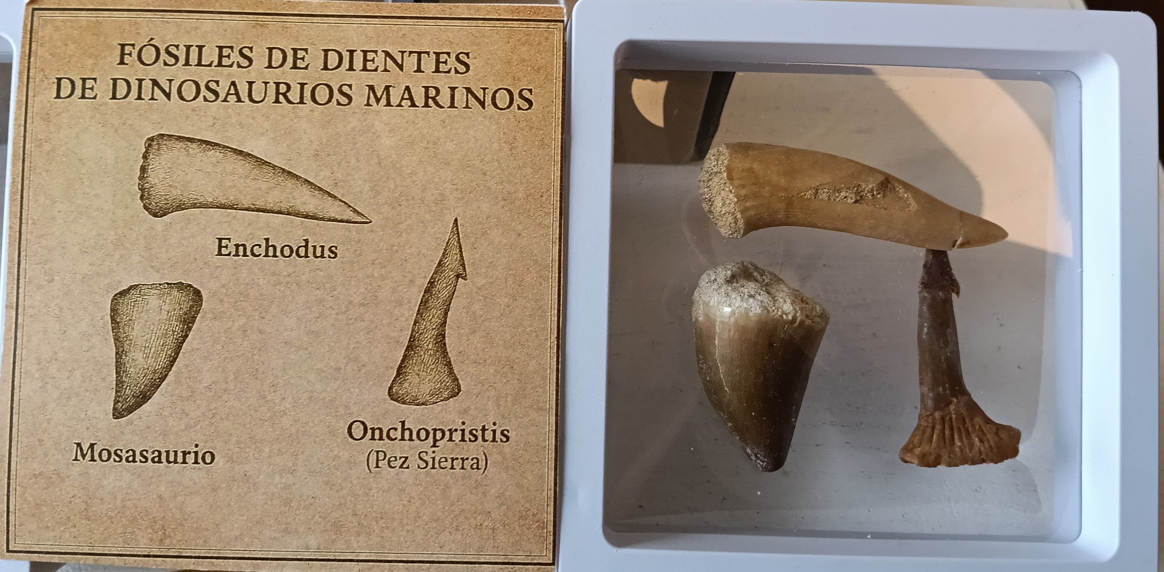 Caja de Explorador Dinosaurios marinos