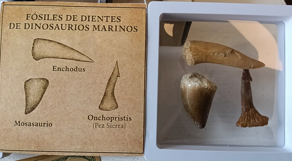 Kit DinoExplorer mediano de tiburones extintos
