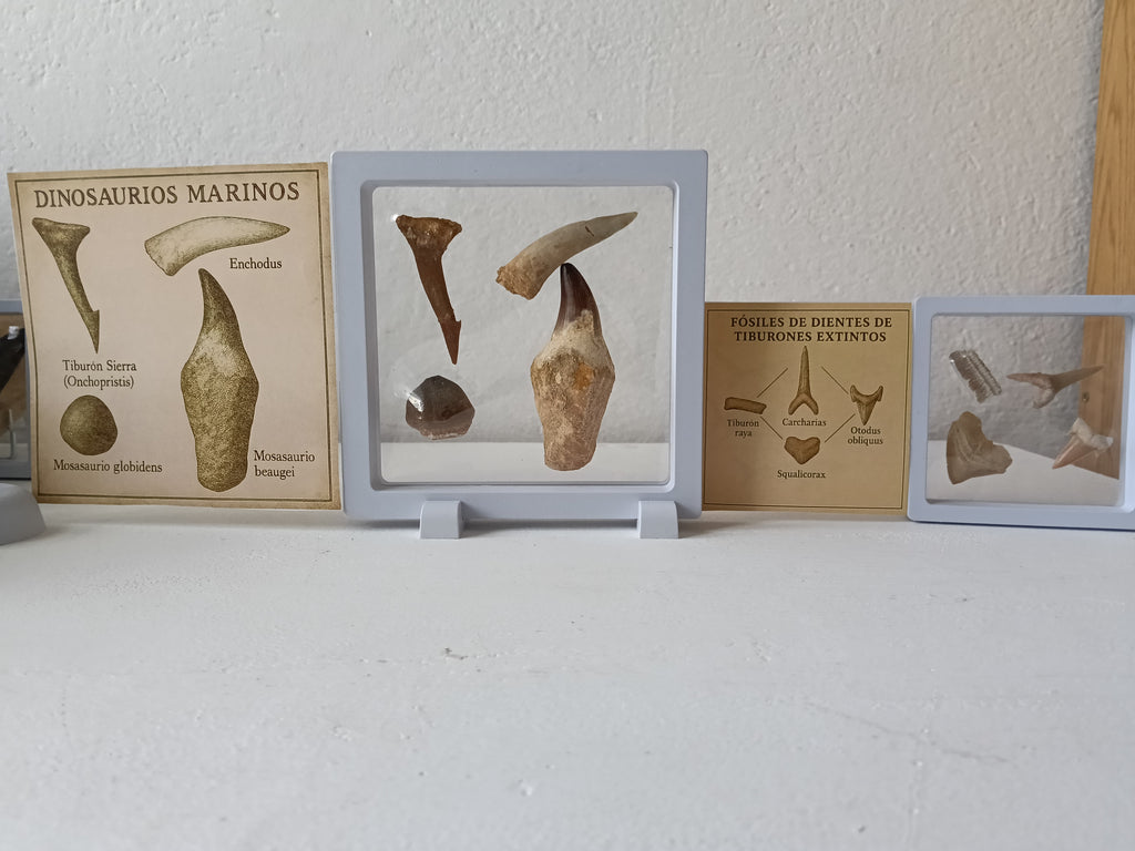 Kit Dinoexplorer mediano de dinosaurios marinos