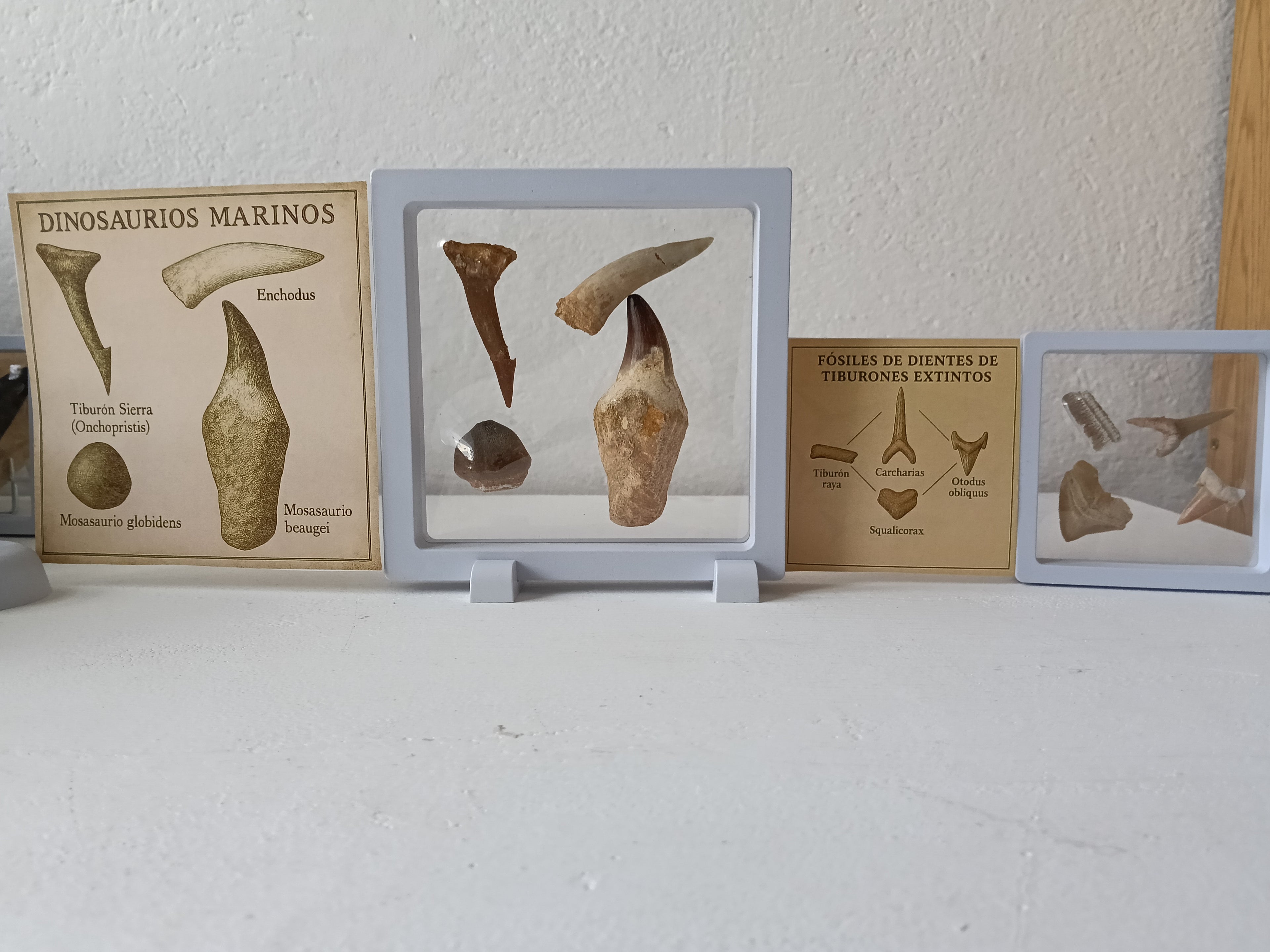 Kit Dinoexplorer mediano de dinosaurios marinos