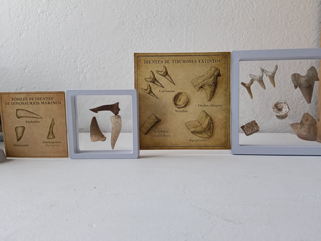 Kit DinoExplorer mediano de tiburones extintos