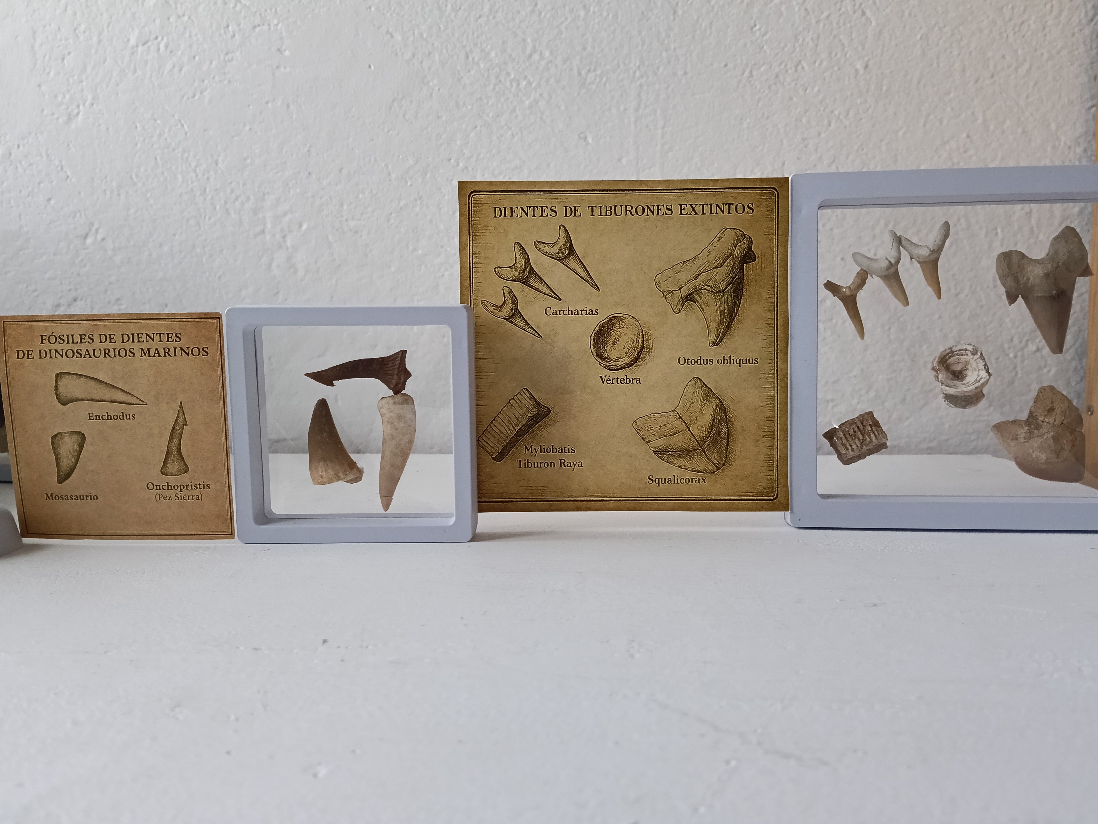 Kit DinoExplorer mediano de tiburones extintos