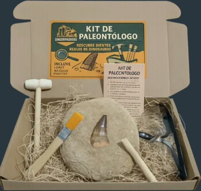 Kit de paleontólogo 1 diente real gran tamaño de Mosasaurio