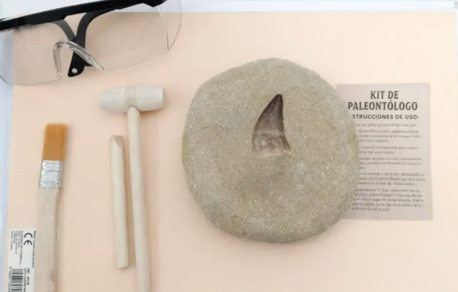 Kit de paleontólogo 1 diente real gran tamaño de Mosasaurio