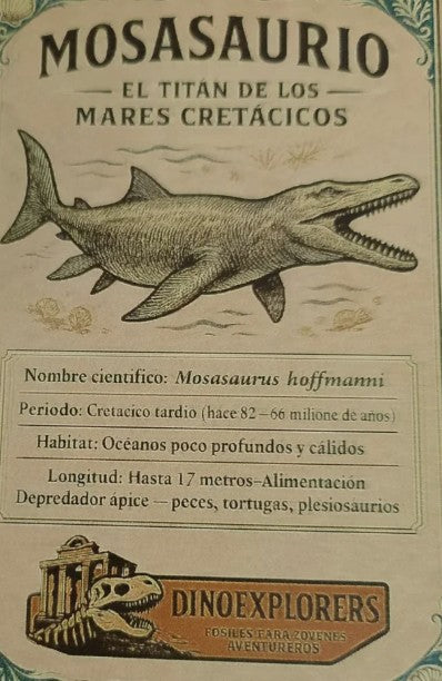 Kit de paleontólogo 1 diente real gran tamaño de Mosasaurio