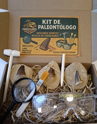 Kit de paleontólogo 3 dientes gran tamaño de Mosasaurio:
