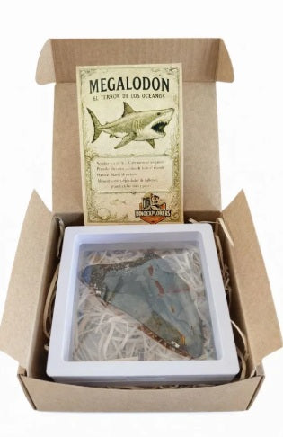 Diente de Megalodón en caja regalo 6-7 cm