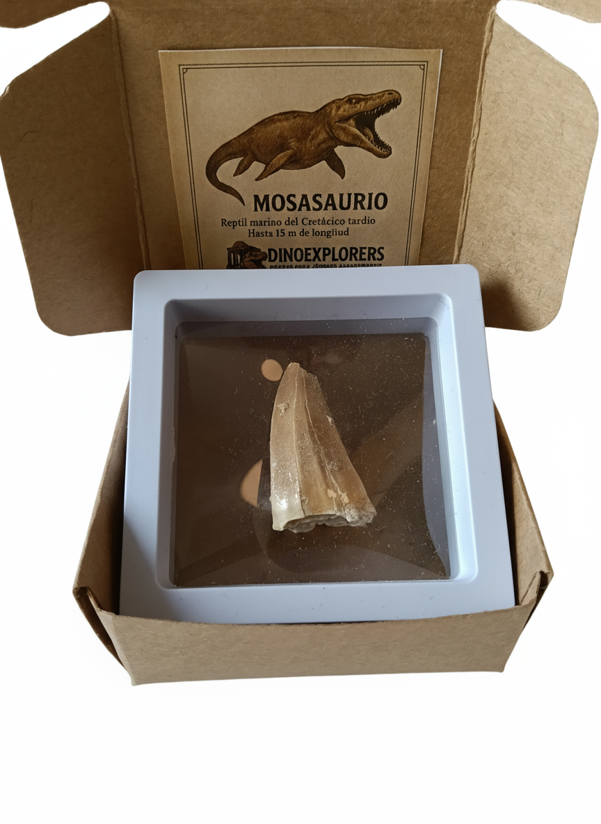 Fósil de Mosasaurio de 6 cm en caja regalo