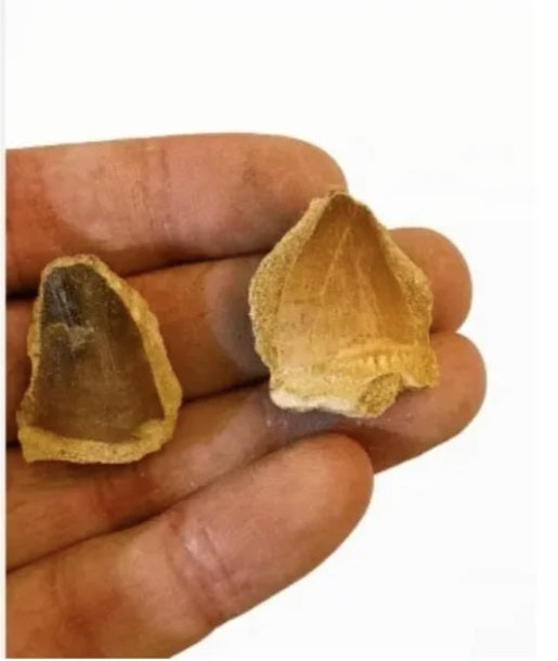 Kit de Paleontólogo 5 Dientes reales Mosasaurio