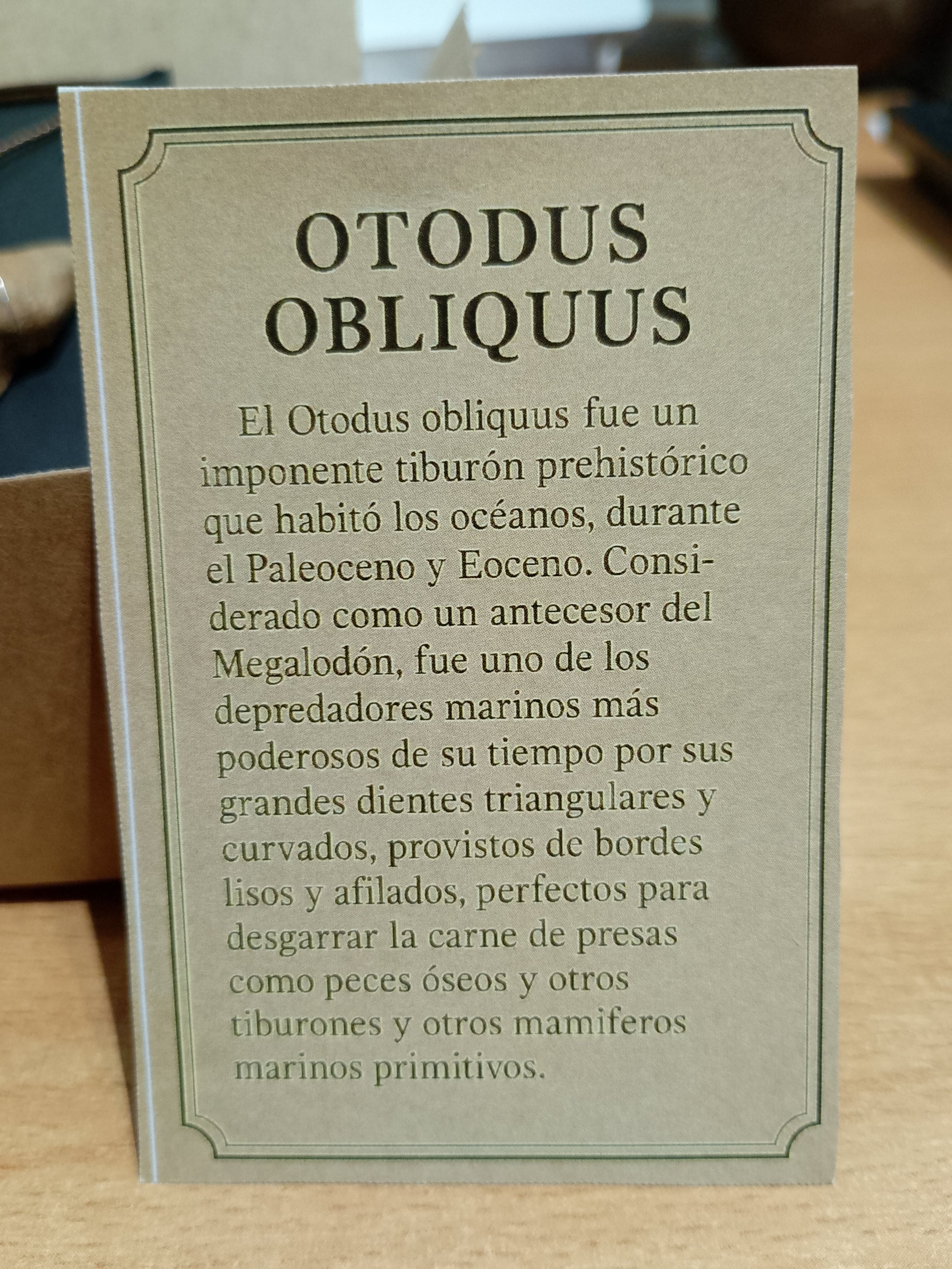 Colgante de diente de tiburón Otodus ( 4-5 cm)