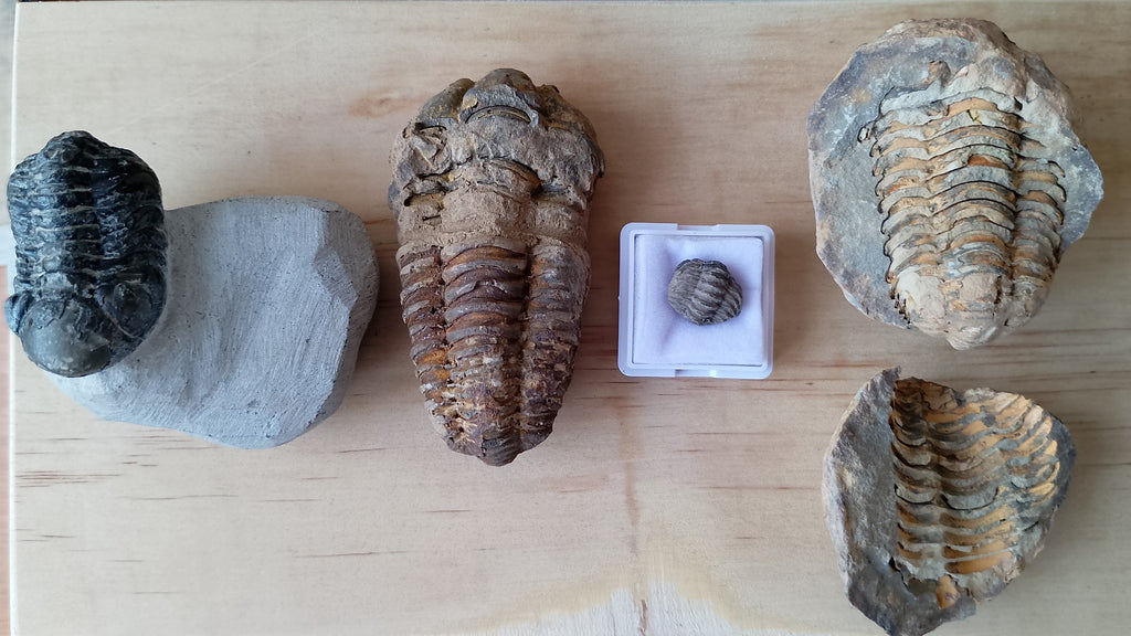Caja colección trilobites