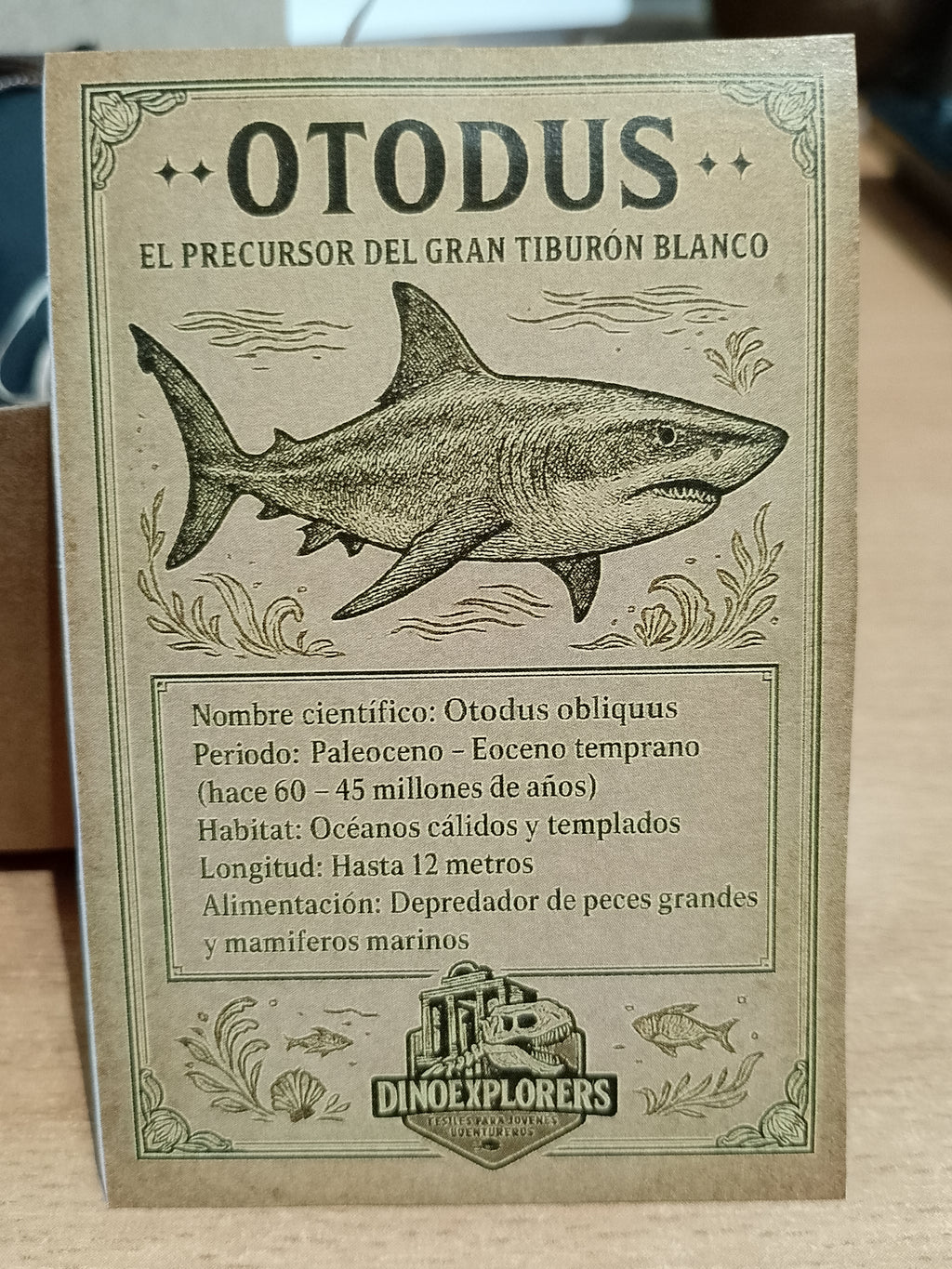 Colgante de diente de tiburón Otodus ( 4-5 cm)