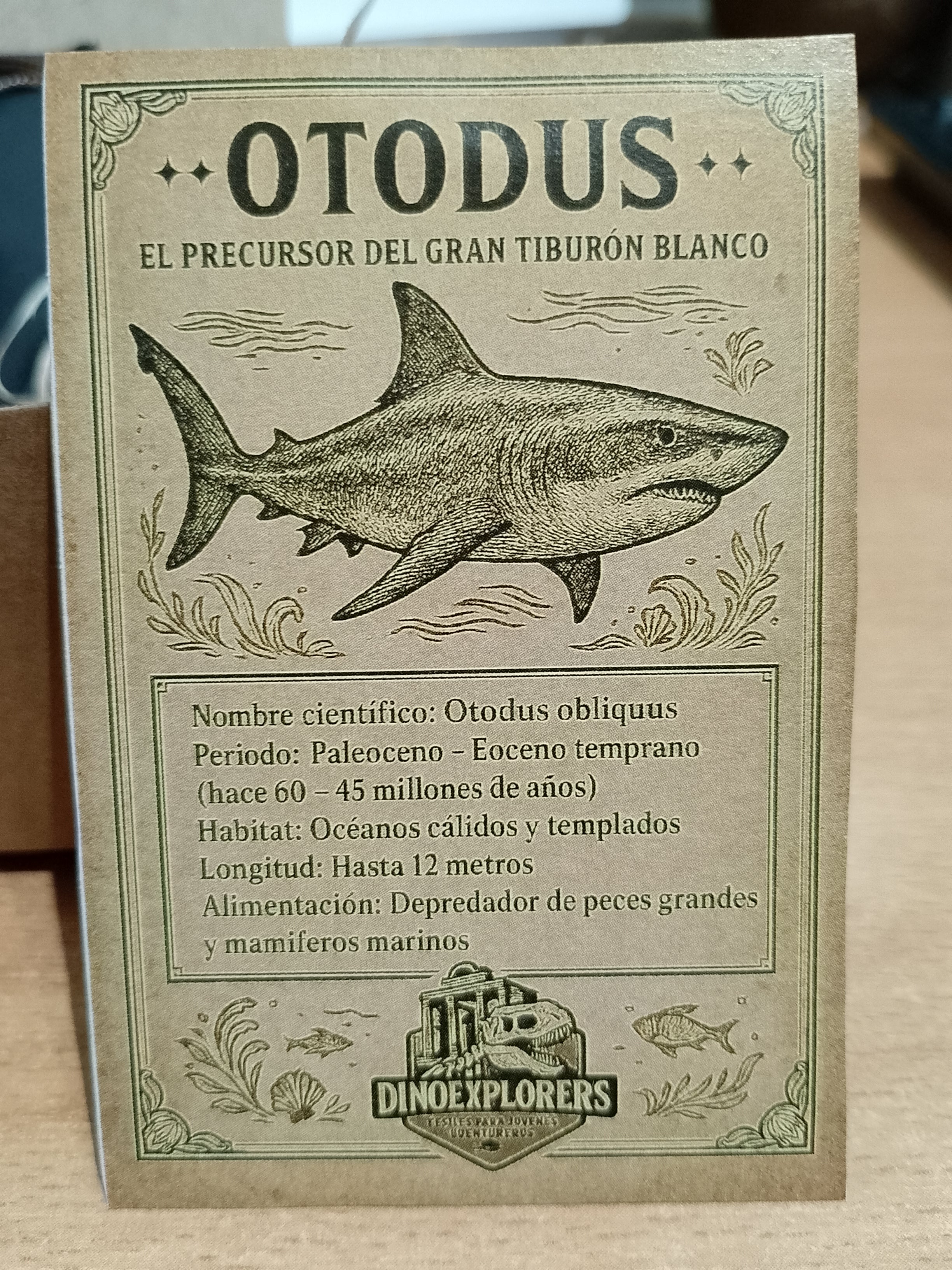 Colgante de diente de tiburón Otodus ( 4-5 cm)