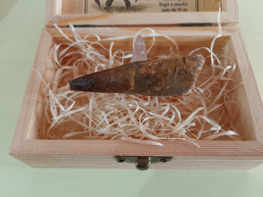Diente fósil de Espinosaurio 6 cm
