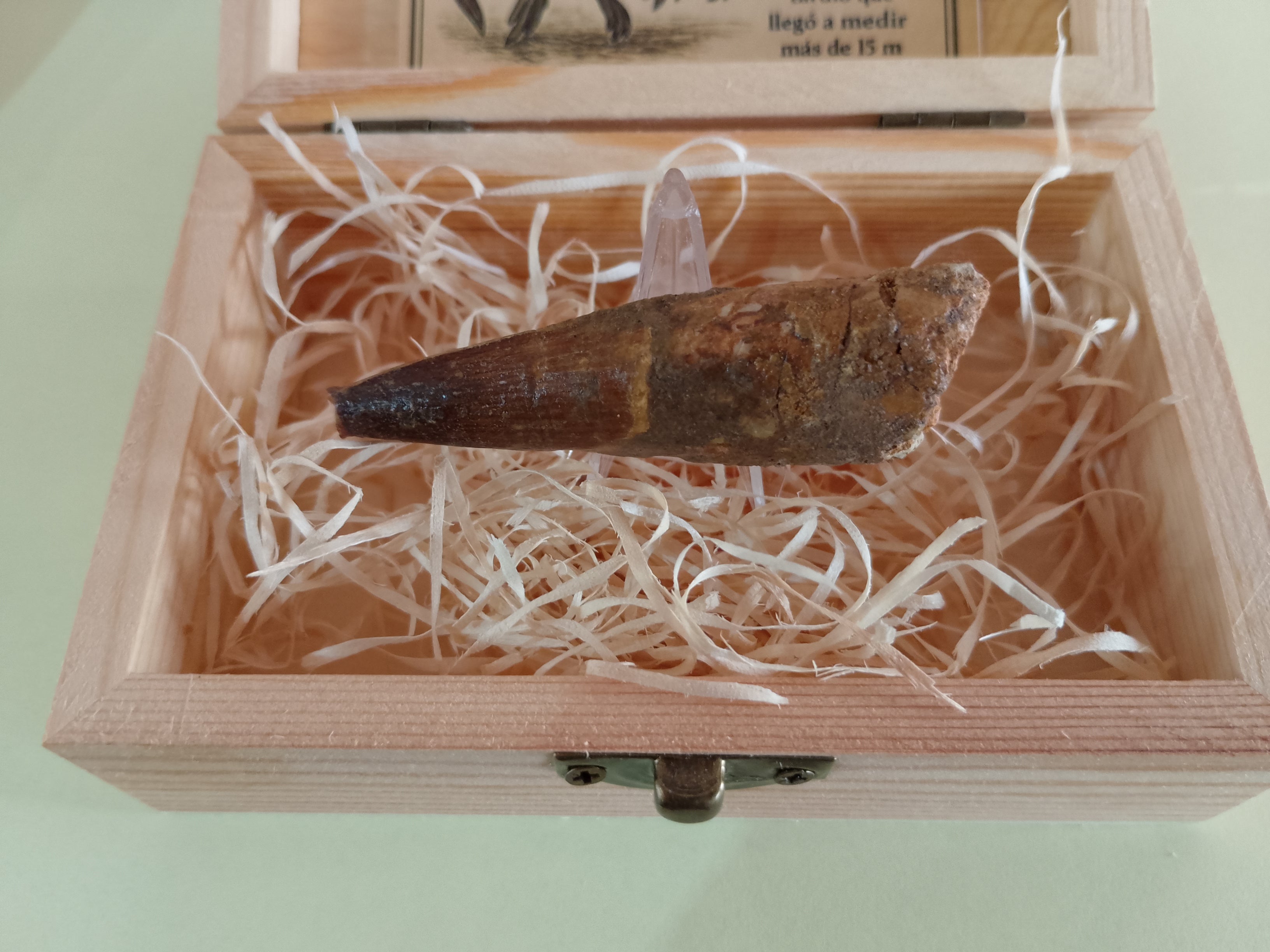 Diente fósil de Espinosaurio 6 cm