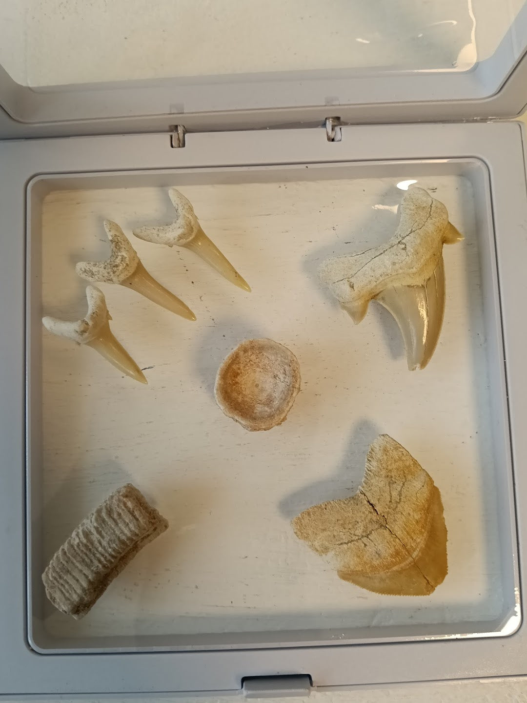 Kit DinoExplorers grande