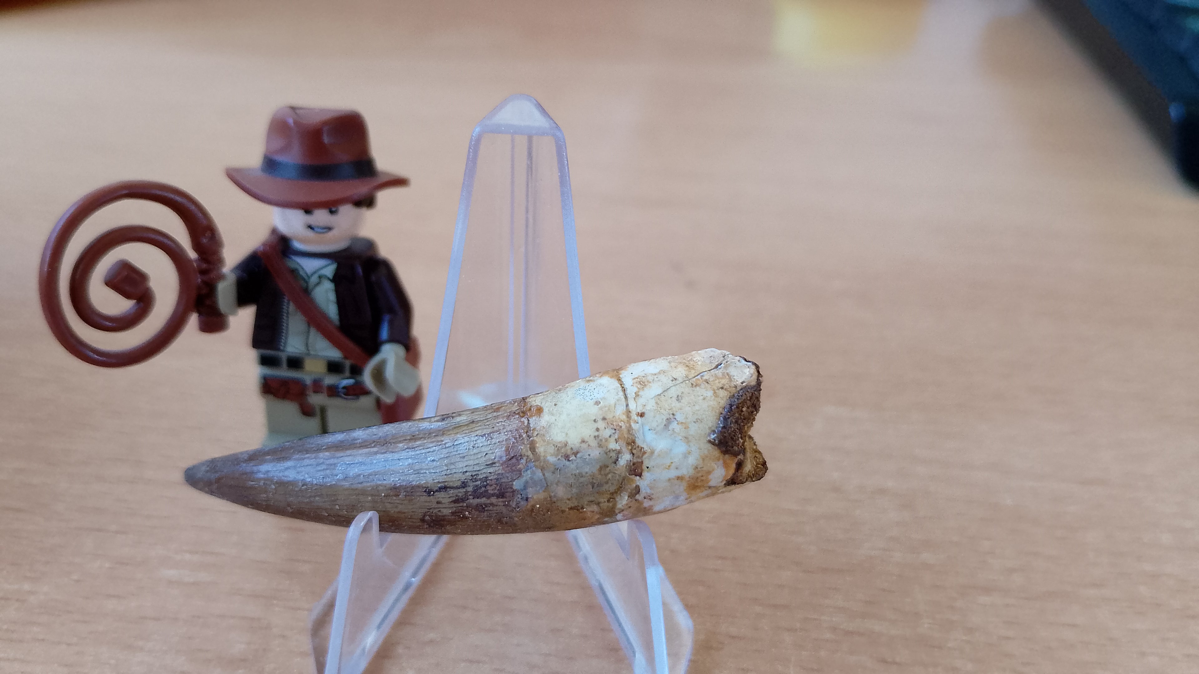 Diente fósil de Espinosaurio 6 cm