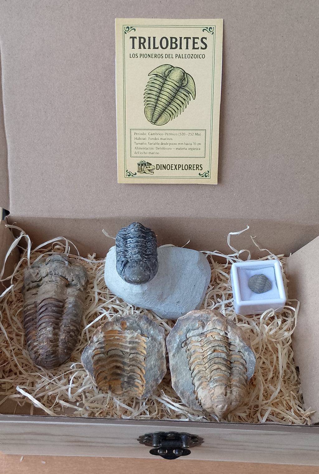Caja colección trilobites