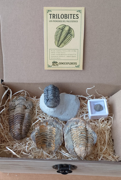 Caja colección trilobites