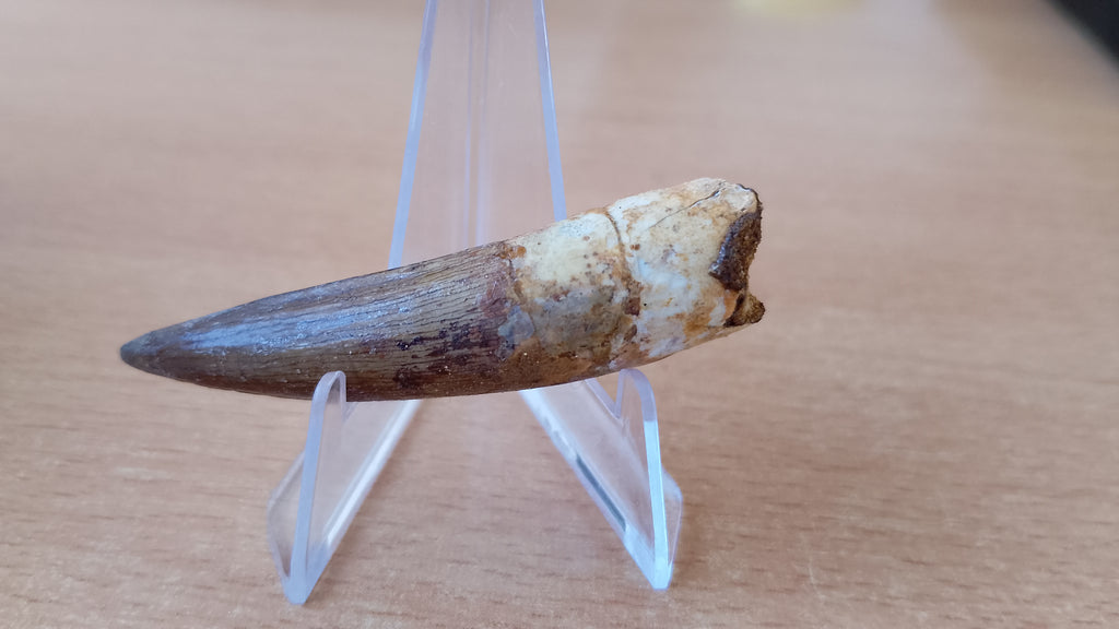 Diente fósil de Espinosaurio 6 cm
