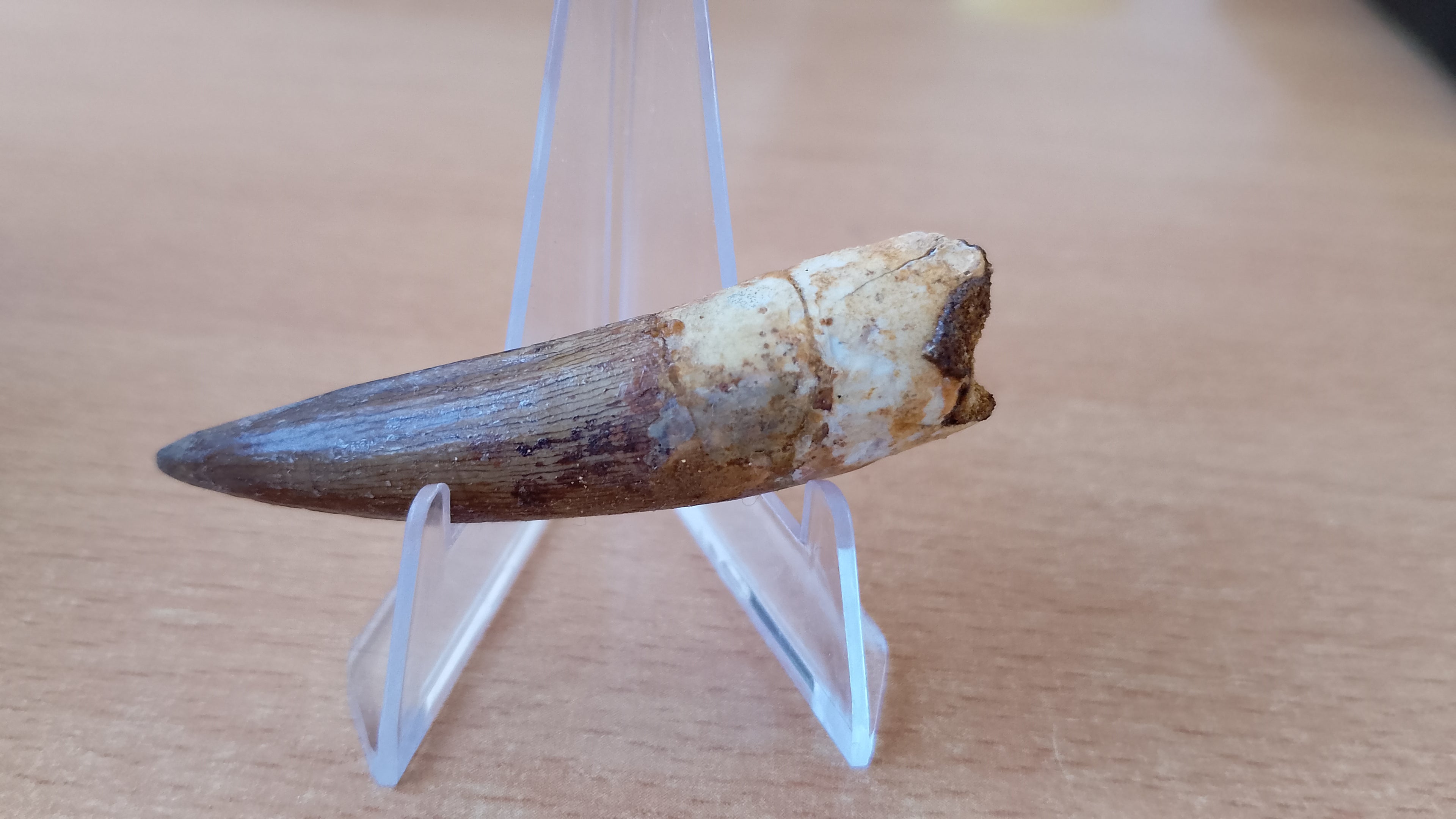 Diente fósil de Espinosaurio 6 cm