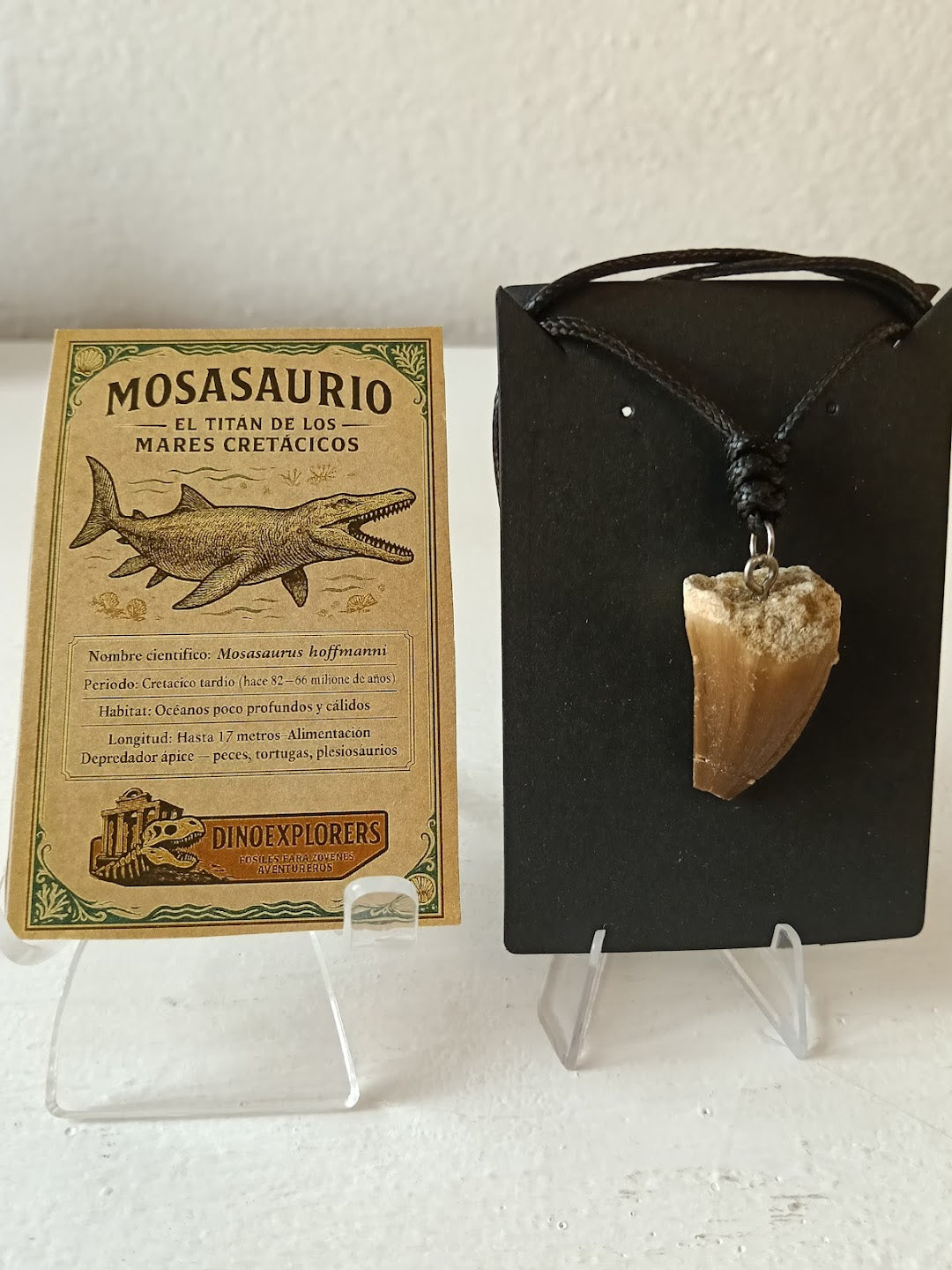 Colgante de diente fósil de Mosasaurio.