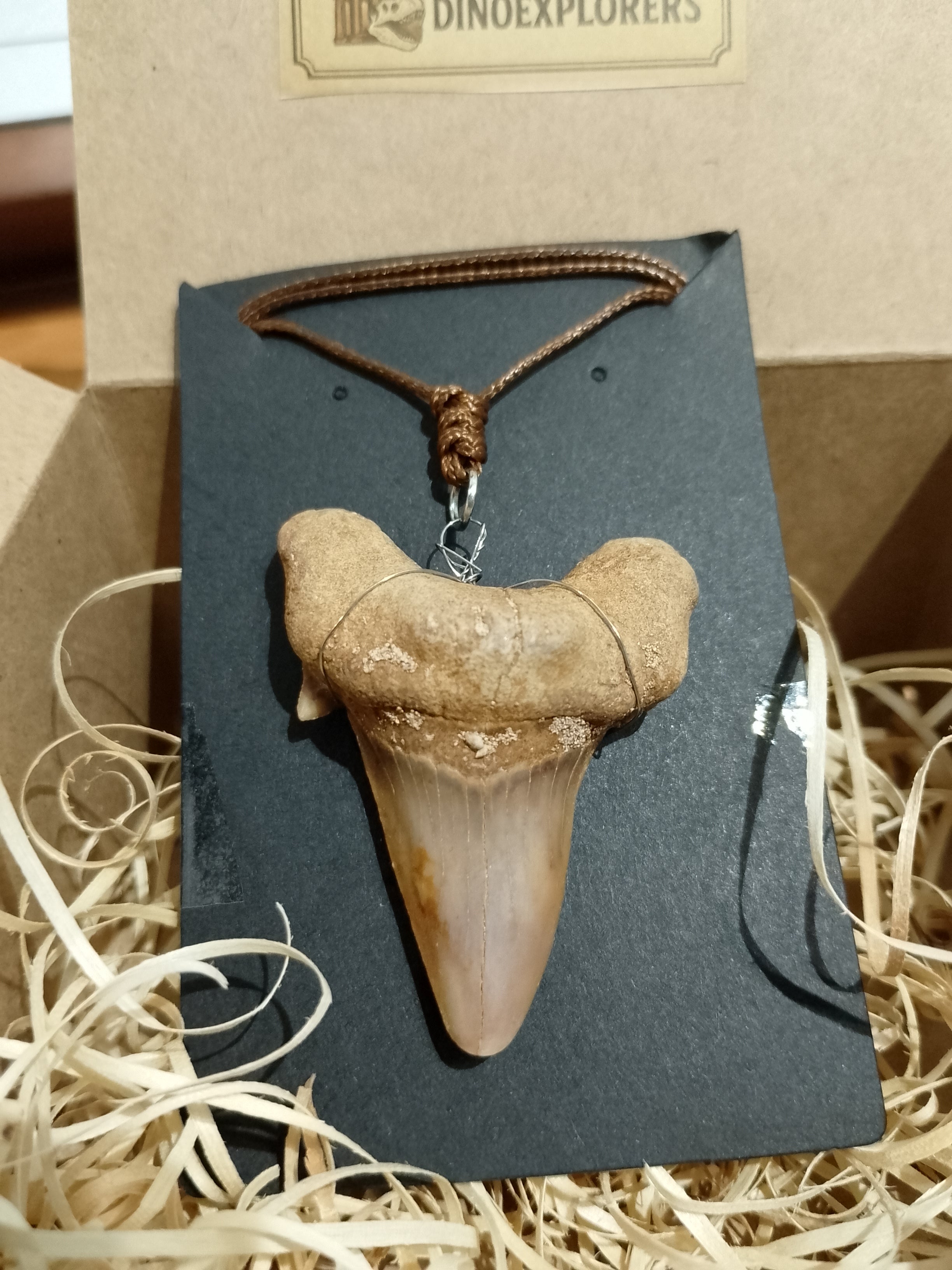 Colgante de diente de tiburón Otodus ( 4-5 cm)