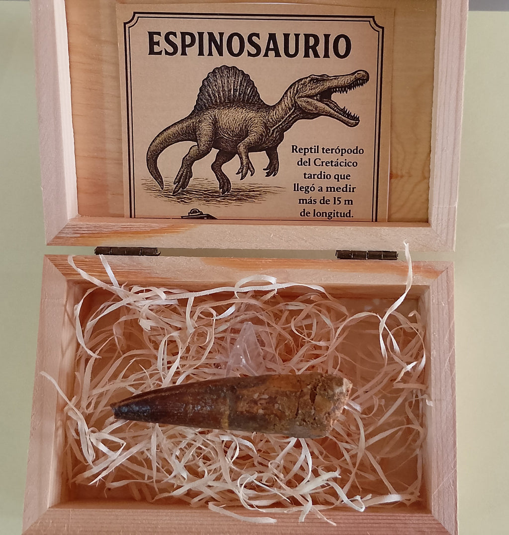 Diente fósil de Espinosaurio 6 cm