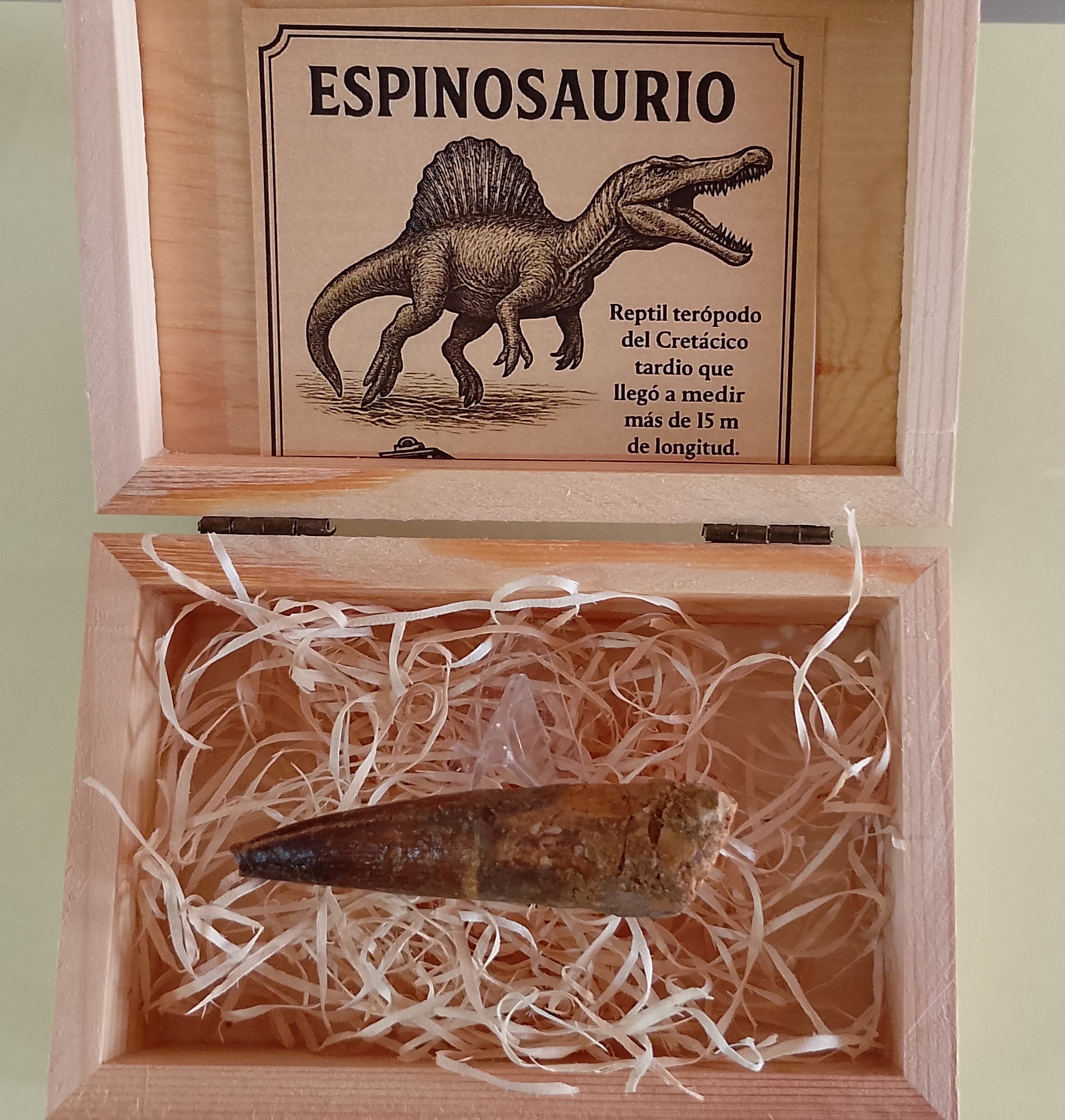 Diente fósil de Espinosaurio 6 cm