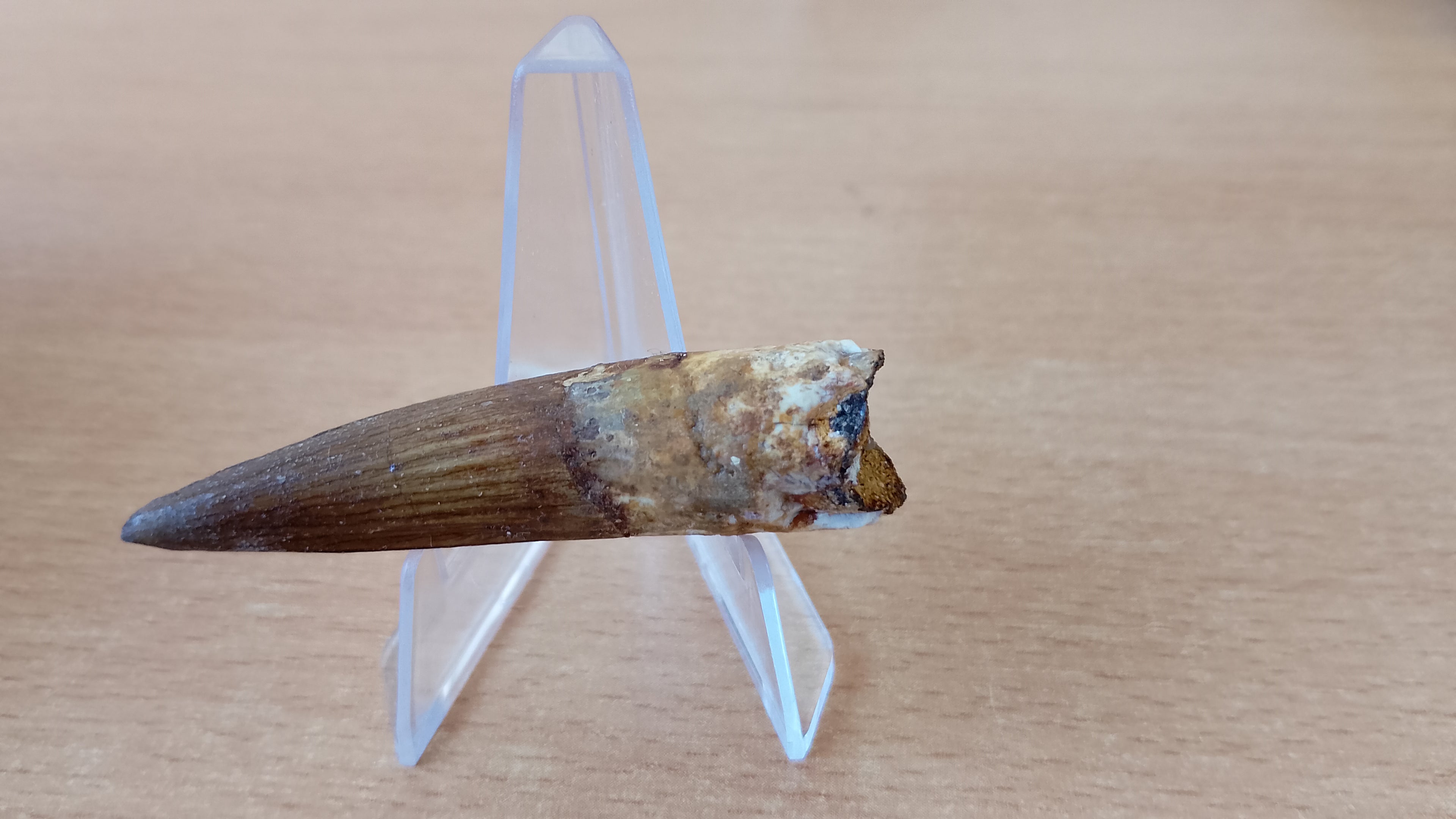 Diente fósil de Espinosaurio 6 cm