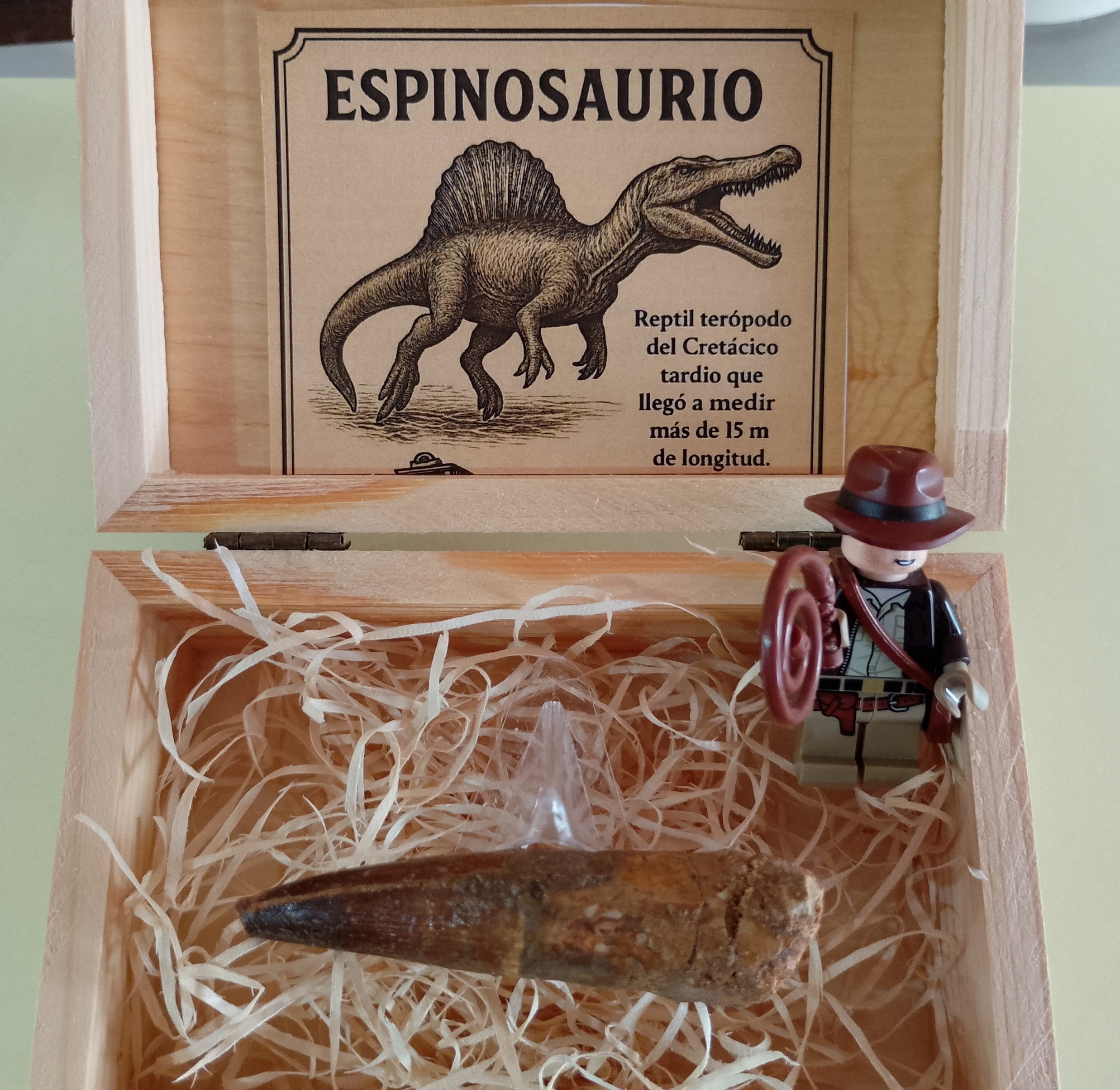 Diente fósil de Espinosaurio 6 cm