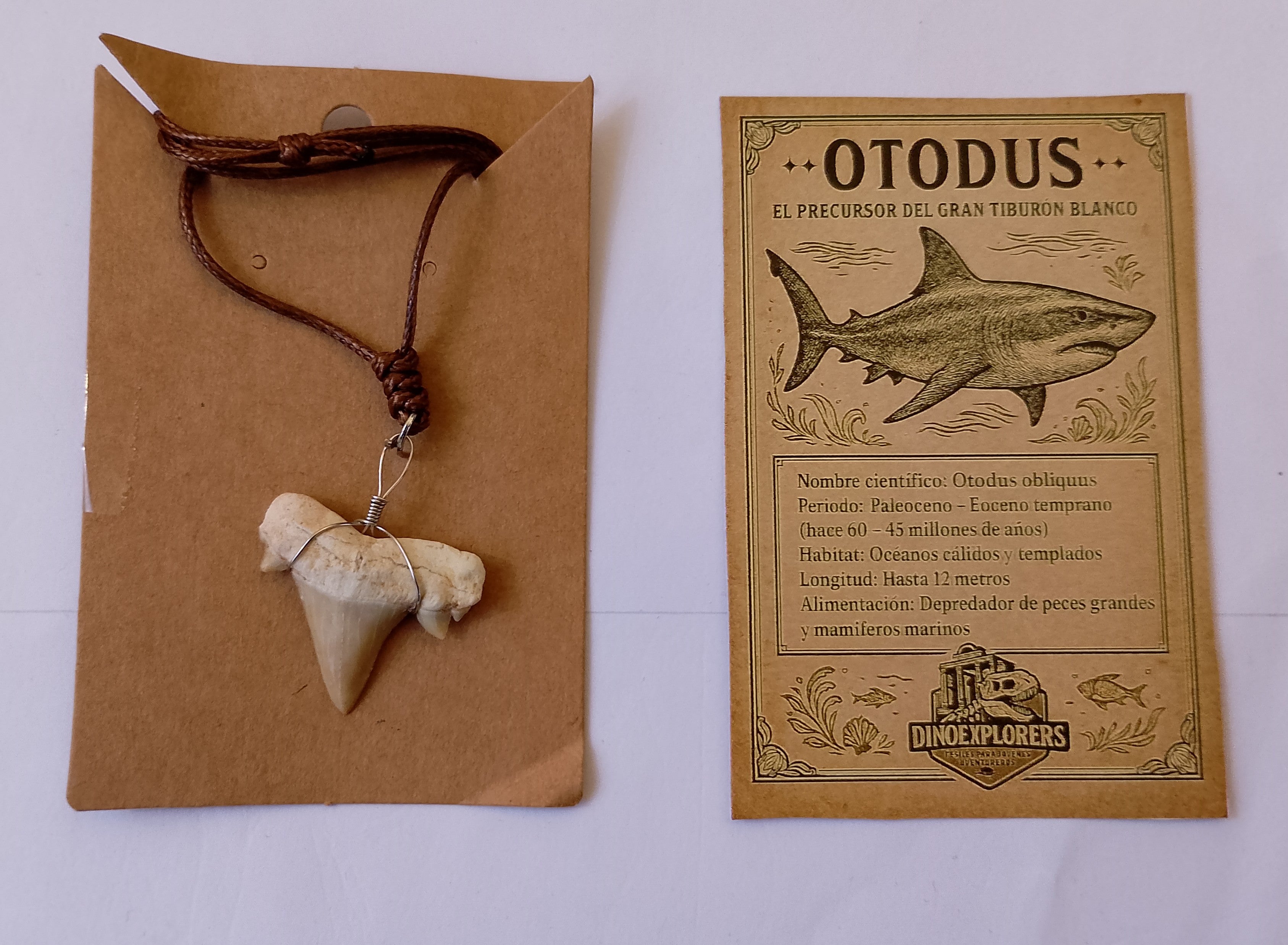 Colgante de diente de tiburón Otodus ( 2-3 cm)