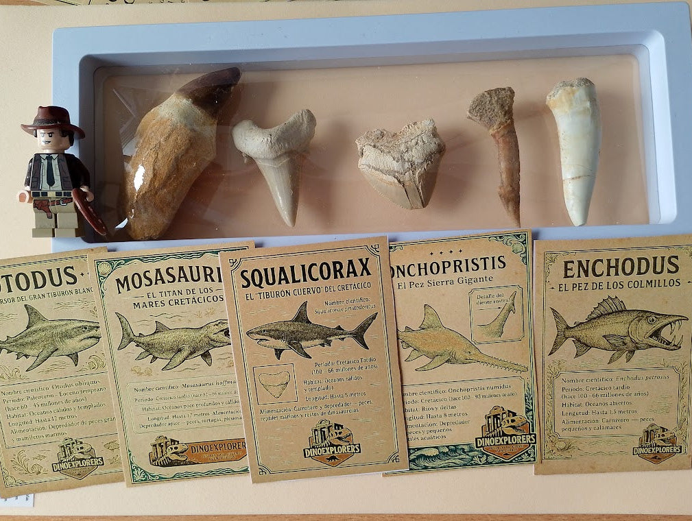 Caja grande de Explorador de Dinosaurios Marinos del cretácico