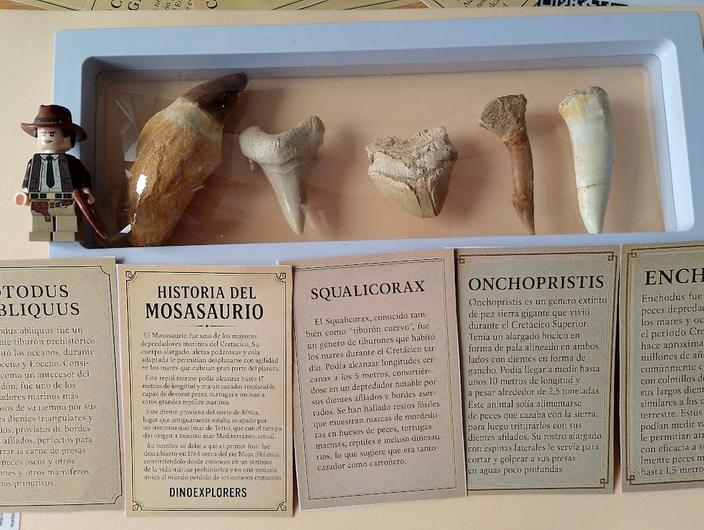 Caja grande de Explorador de Dinosaurios Marinos del cretácico