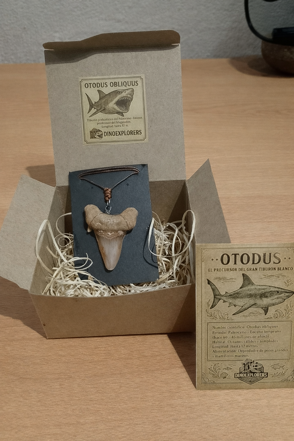 Colgante de diente de tiburón Otodus ( 4-5 cm)